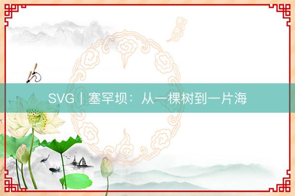 SVG｜塞罕坝：从一棵树到一片海